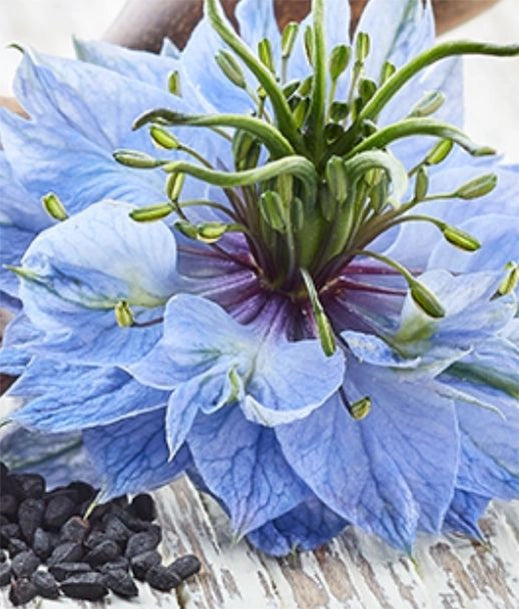 Black Cumin Seed