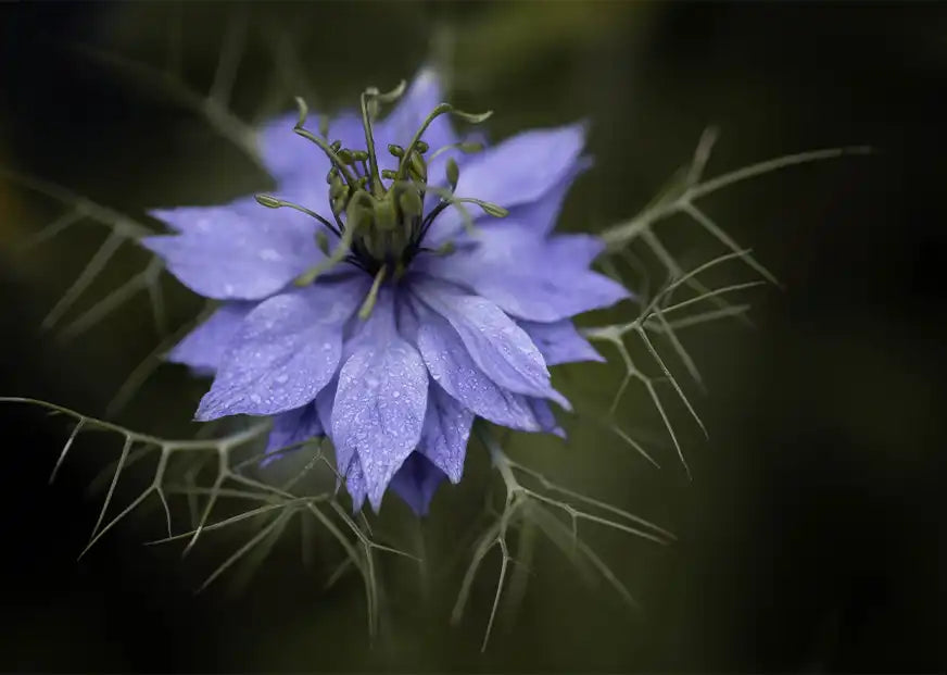 Nigella Sativa